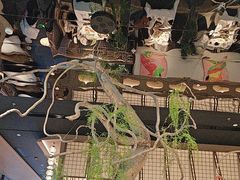 -桂满陇·海市蜃楼·黑金(国金店)