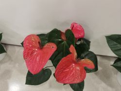 -丰联丽格医疗美容·联合丽格眼整形中心