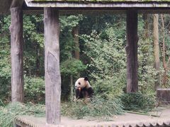 -中国大熊猫保护研究中心雅安碧峰峡基地