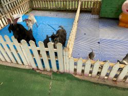 -萌宠亲子动物乐园(槐房万达店)