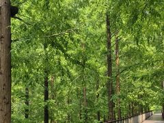 -黄海国家森林公园