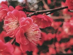 -思南公馆