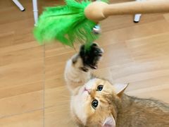 -唐小姐の私宠·宠物洗护美容·撸猫馆·购宠(周浦万达旗舰店)