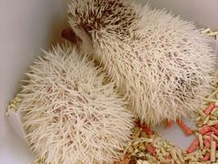 -浣熊柯尔鸭土拨鼠·电玩咖