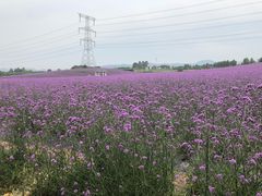 -紫颐香薰山谷景区
