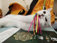-鼓捣猫呢主题猫咖店