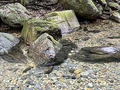 -鼎湖山风景区