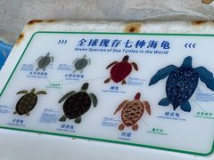 -广东惠东海龟国家级自然保护区