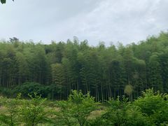 -宁波浙东大竹海景区