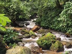 -莫里热带雨林景区