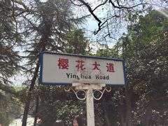 -武汉大学-樱园