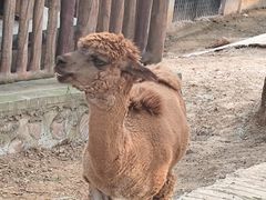 -石家庄市动物园