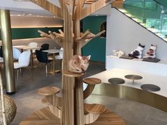 大堂-飞行喵MR PILOT|猫舍·猫咖(静安大融城店)