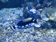 -太平洋海底世界