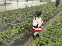 -小鱼草莓采摘园农家乐·小鱼餐厅