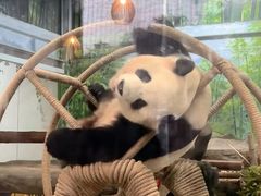 -灵玲国际马戏城