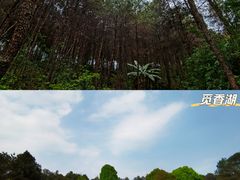 -铁山坪森林公园