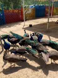 -萌宠亲子动物乐园(槐房万达店)