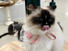-共舞时光猫咖·狗咖(新街口店)