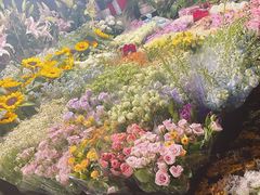 -曲阳花鸟市场(曲阳路店)