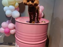 -百好乐宠物友好餐厅(朝外大街店)