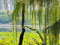 -后襄河公园