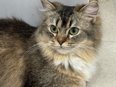 -共舞时光猫咖·狗咖(新街口店)