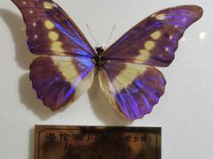 -上海昆虫博物馆