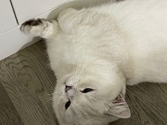 -奶牛家宠物酒店(嘉宏云顶店)