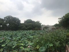 -桃花岛景观公园