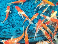 -海合安武汉极地海洋公园