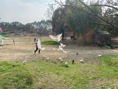 -秀丽东方