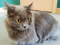 -飞行喵MR PILOT|猫舍·猫咖(静安大融城店)
