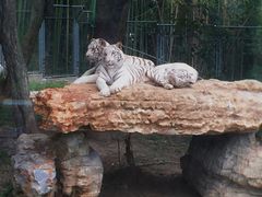-上海野生动物园