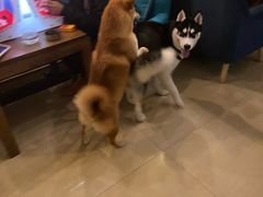 -喜柴咖啡·柴犬狗咖