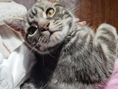 -喵zoo家庭繁育猫舍(尖东智能花园店)