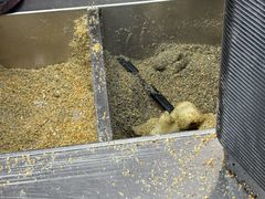 -叶氏麻糍(鼓浪屿店)