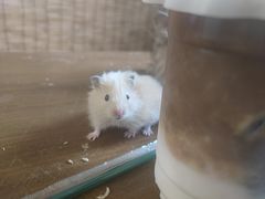 -楼上猫咖(罗湖店)