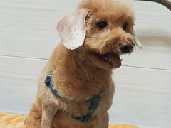 -芭比堂动物医院广州顽皮分院