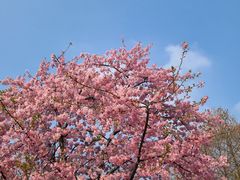-上海辰山植物园