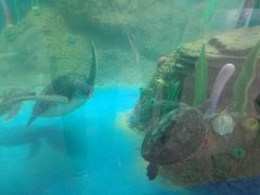 -广东惠东海龟国家级自然保护区