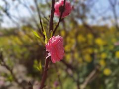 -南汇桃花村