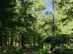 -上海共青森林公园