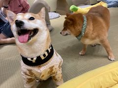 -逗柴咖啡屋·狗咖猫咖宠物桌游