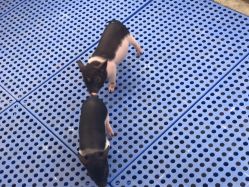 -萌宠亲子动物乐园(槐房万达店)