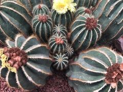 -南通洲际绿博园