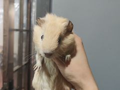 -楼上猫咖(罗湖店)