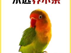 -爱侣宠医·鹦鹉专科·小型哺乳类·异宠专科(灵石路店)