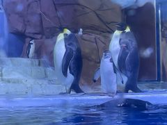 -海合安成都极地海洋公园