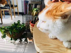 -平行世界·猫咖(首经贸店)
